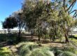 shrubs planted as ground cover at Riverview