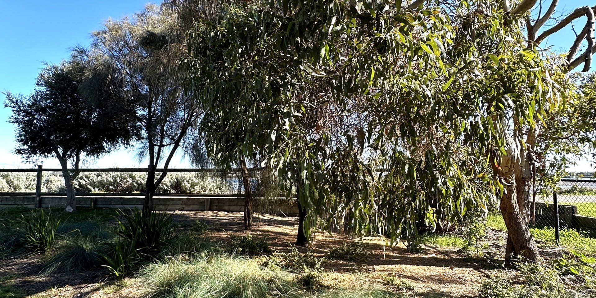 shrubs planted as ground cover at Riverview