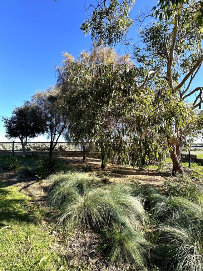 shrubs planted as ground cover at Riverview