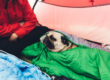 Pug in a sleeping bag in a tent