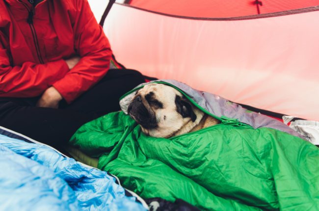 Pug in a sleeping bag in a tent